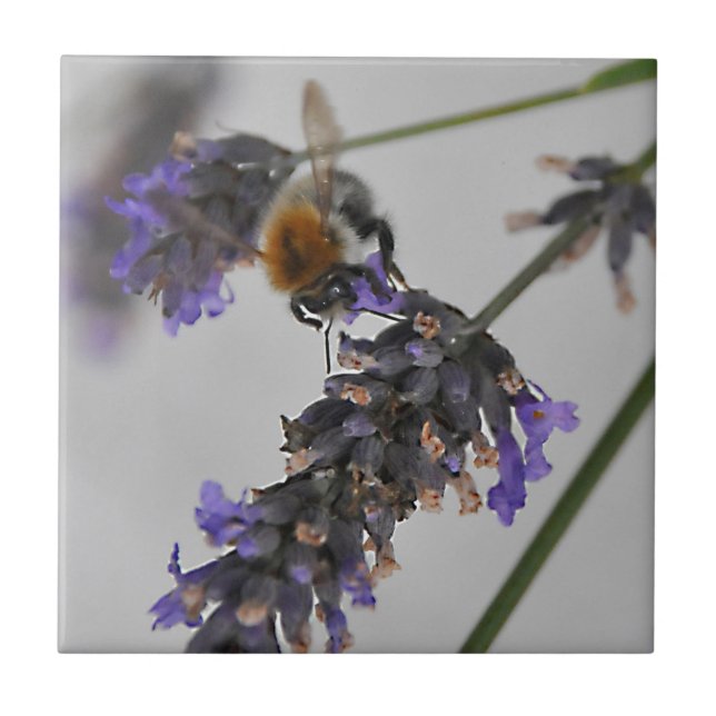 Natures Wonderful Workers Ceramic Tile (Front)