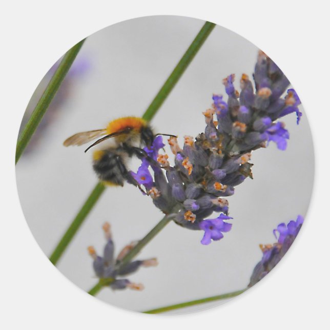 Natures Wonderful Workers Classic Round Sticker (Front)