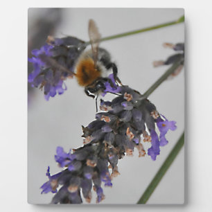 Natures Wonderful Workers Plaque