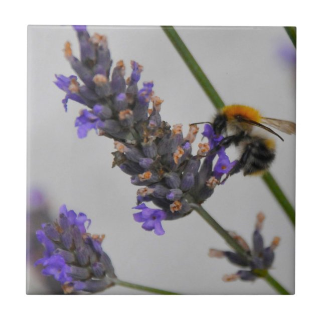 Natures Wonderful Workers Tile (Front)