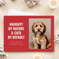 Naughty and Cute Funny Dog Christmas Photo