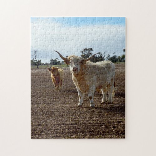 Naughty Highland Cows Jigsaw Puzzle