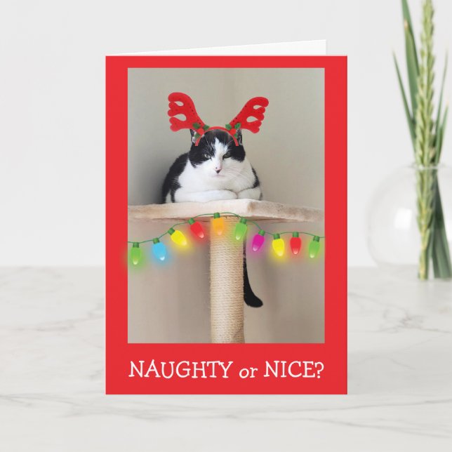 Naughty or Nice Funny Cat Christmas  Holiday Card (Front)