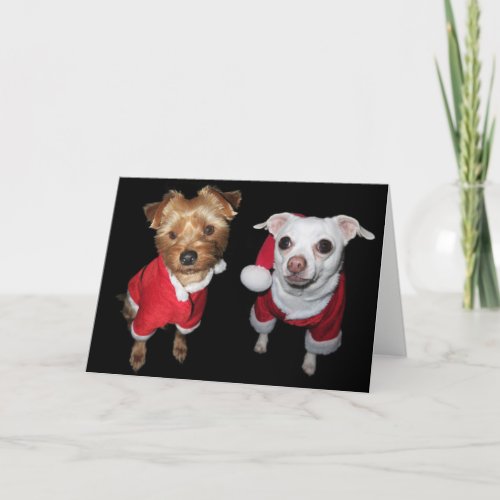 Naughty or Nice Pups Holiday Card