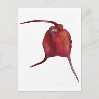 Naughty orchid postcard