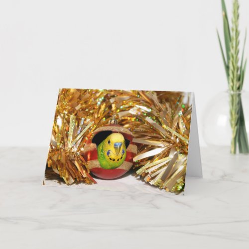 Naughty parakeet Christmas Holiday Card