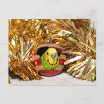 Naughty Parakeet Christmas Holiday Postcard by deemac1 at Zazzle