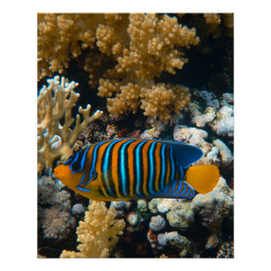 Nautical Photos Marine Animal Photography Fish Pic Poster