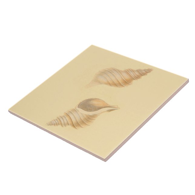 Nautical Theme Ceramic Tiles Sea Shells (Side)