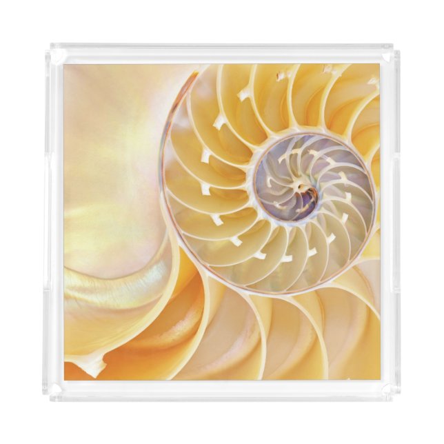 Nautilus Acrylic Tray (Front)