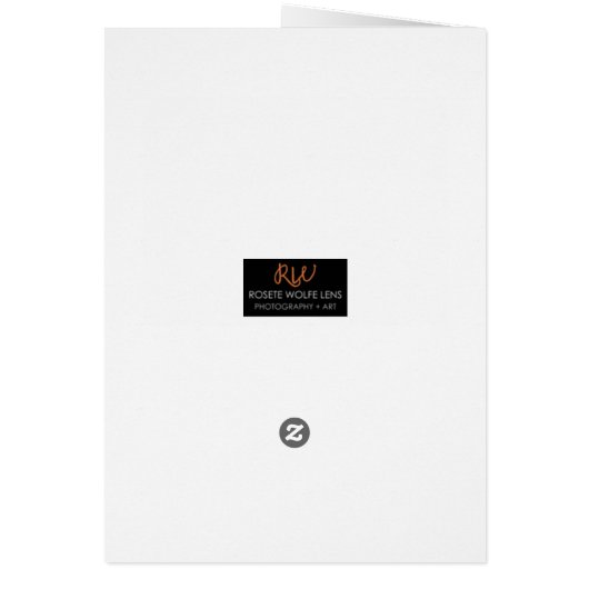 Nautilus belauensis (Back)