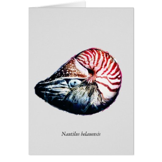Nautilus belauensis (Front)