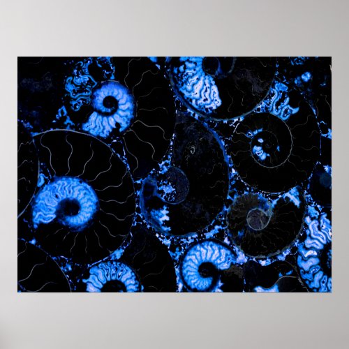 Nautilus blue shell design scared geometry  poster