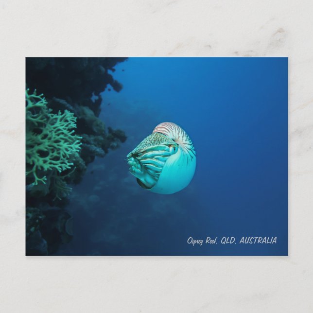 Nautilus Great Barrier Reef Coral Sea Postcard (Front)