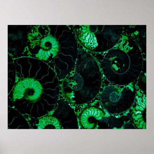 Nautilus green shell scared geometry  poster