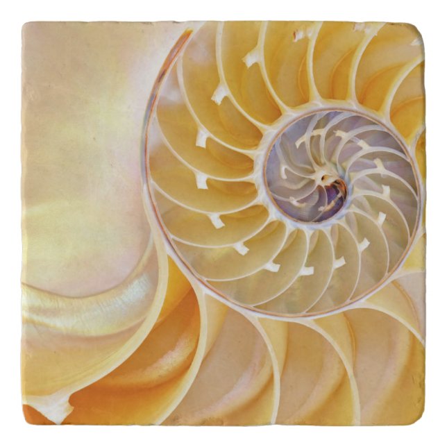 Nautilus Marble Trivet (Front)
