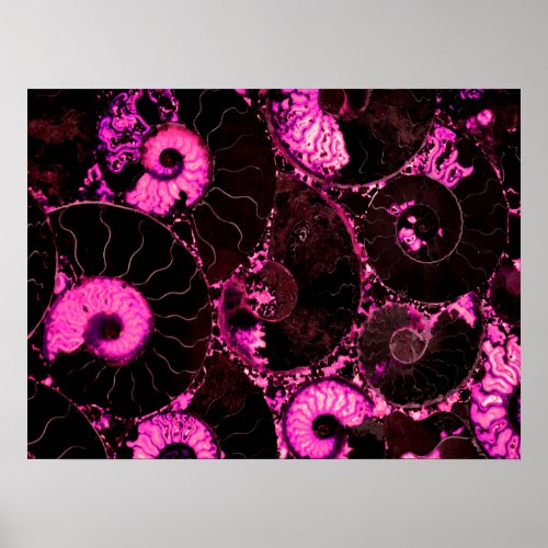 Nautilus pink shell scared geometry  poster