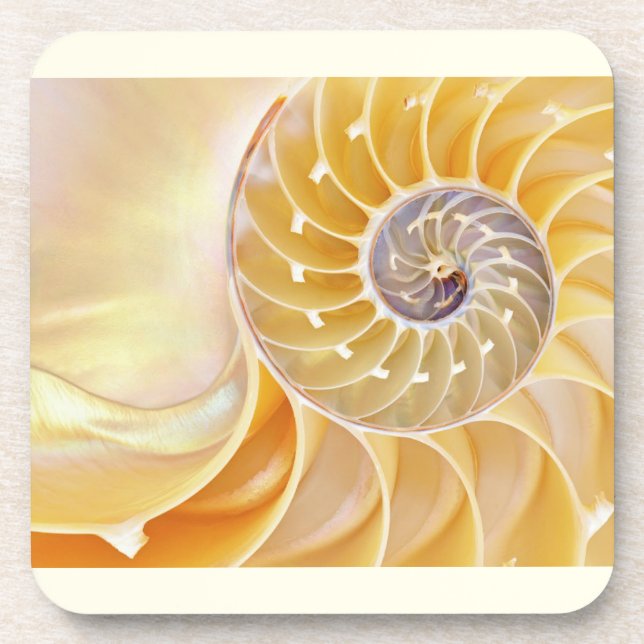 Nautilus Seashell Beverage Coaster (Front)