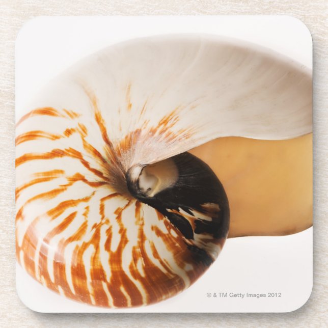Nautilus seashell (Nautilus stenomphalus) Drink Coaster (Front)