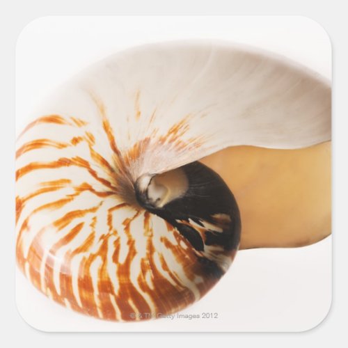 Nautilus seashell Nautilus stenomphalus Square Sticker