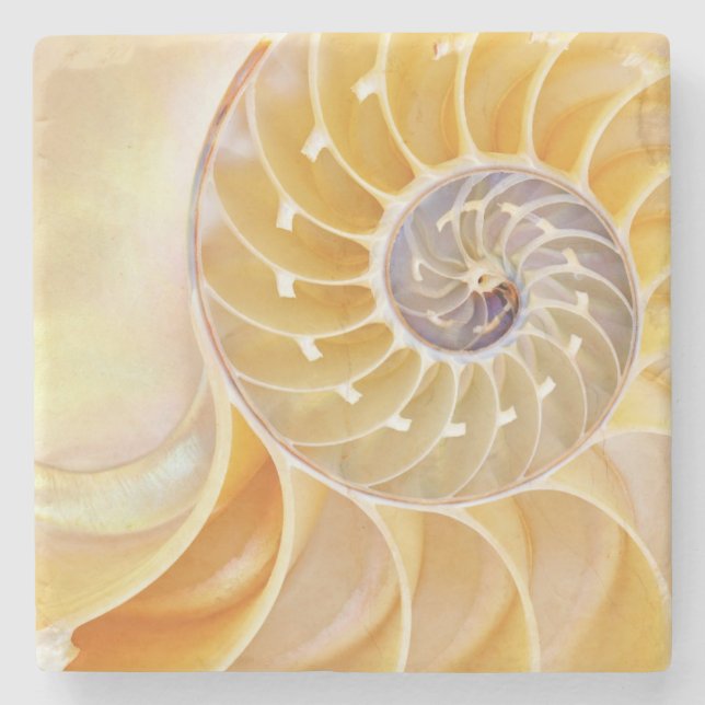 Nautilus Seashell sandstone Coaster (Front)