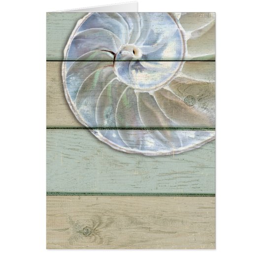 Nautilus Shell (Front)