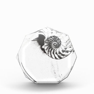 Nautilus shell 1 award