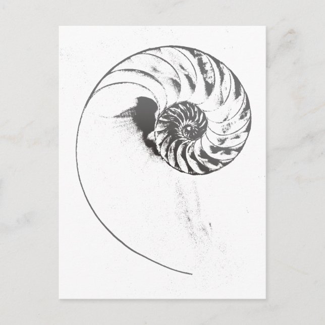Nautilus shell 1 postcard (Front)