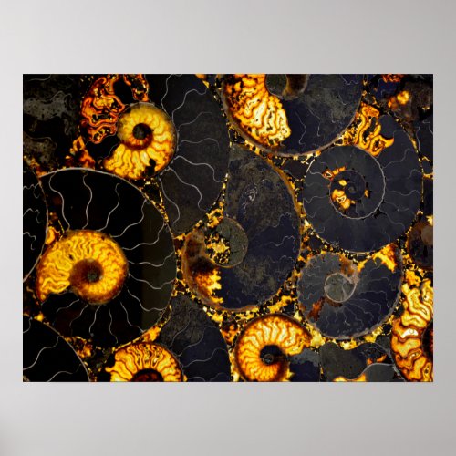 Nautilus shell abstract sea fossil pattern poster