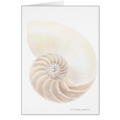 Nautilus shell, close-up (Front)