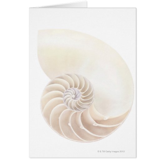 Nautilus shell, close-up cards (Front)
