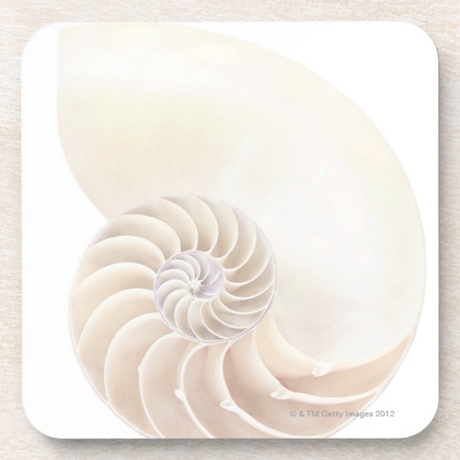 Nautilus shell, close-up coaster (Front)