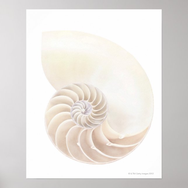 Nautilus shell, close-up poster (Front)