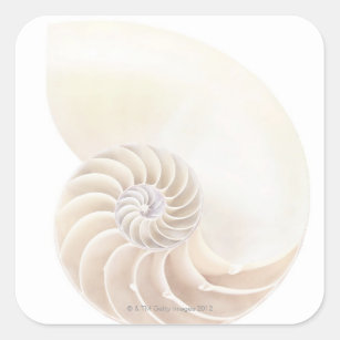 Nautilus shell, close-up square sticker