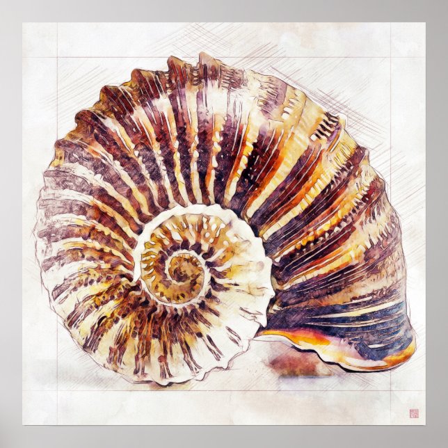 Nautilus Shell Drawing - Art Print (Front)