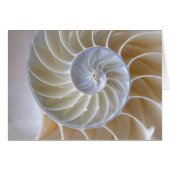 Nautilus Shell Golden Spiral Photograph (Front Horizontal)