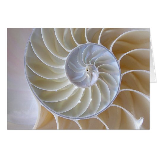Nautilus Shell Golden Spiral Photograph (Front Horizontal)