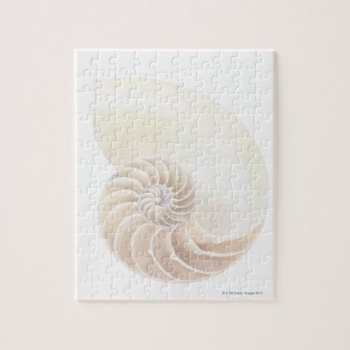 Nautilus Shell Jigsaw Puzzle