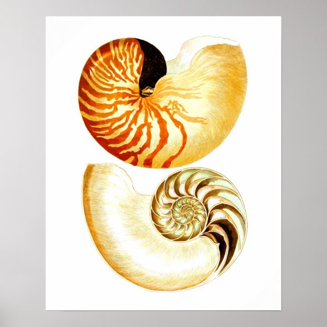 Nautilus Shell Seashell no.8 Beach Decor Art Print (Front)
