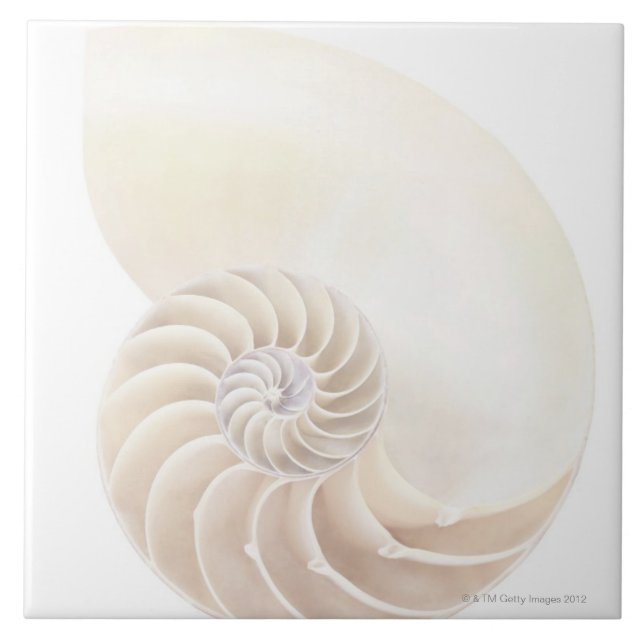 Nautilus Shell Tile (Front)