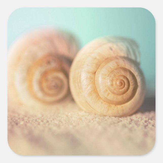 Nautilus Shells On Beach Square Sticker (Front)