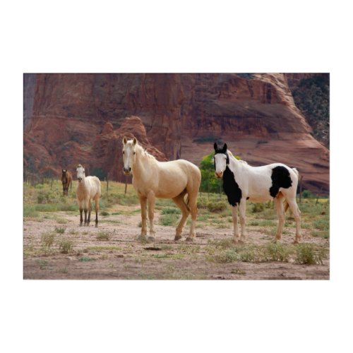 Navajo Horses Run Free on the Canyon Floor Acrylic Print