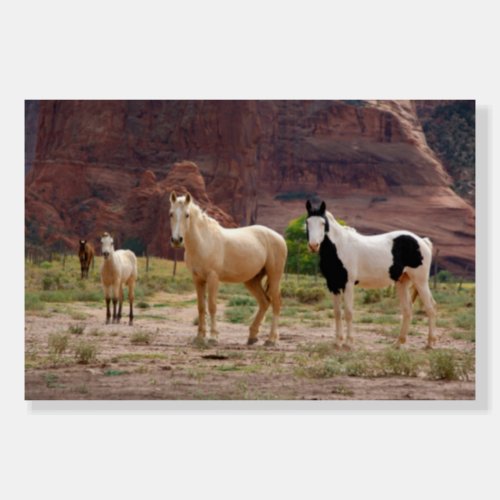 Navajo Horses Run Free on the Canyon Floor Foam Board