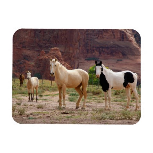 Navajo Horses Run Free on the Canyon Floor Magnet