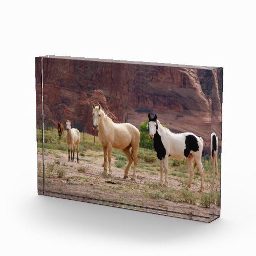 Navajo Horses Run Free on the Canyon Floor Photo Block
