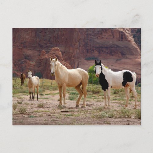 Navajo Horses Run Free on the Canyon Floor Postcard