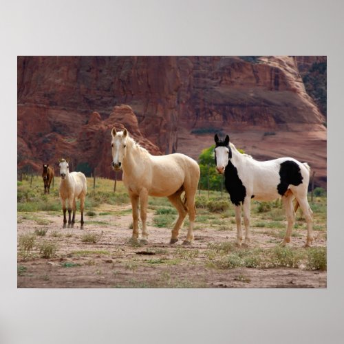 Navajo Horses Run Free on the Canyon Floor Poster
