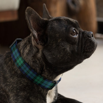 Navy Blue And Green Black Watch Plaid Dog Pet Collar by Plush_Paper at Zazzle