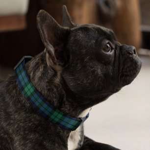 Navy Blue and Green Black Watch Plaid Dog Pet Collar