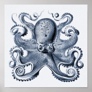 Navy Blue Octopus illustration by Ernst Haeckel Poster